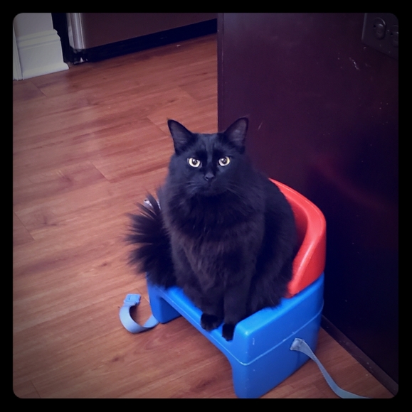 Meet my fur babies - Picture 2 of 3